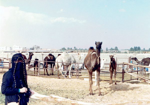 Elaine at Camel Auction