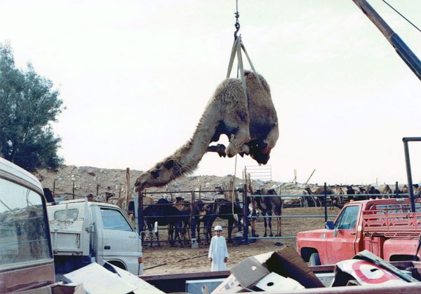 Camel being hoisted into the air at camel auction