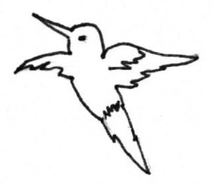 Bird illustration